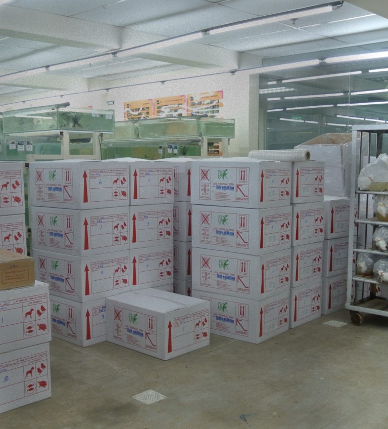 Worldwide Exporter/Wholesaler