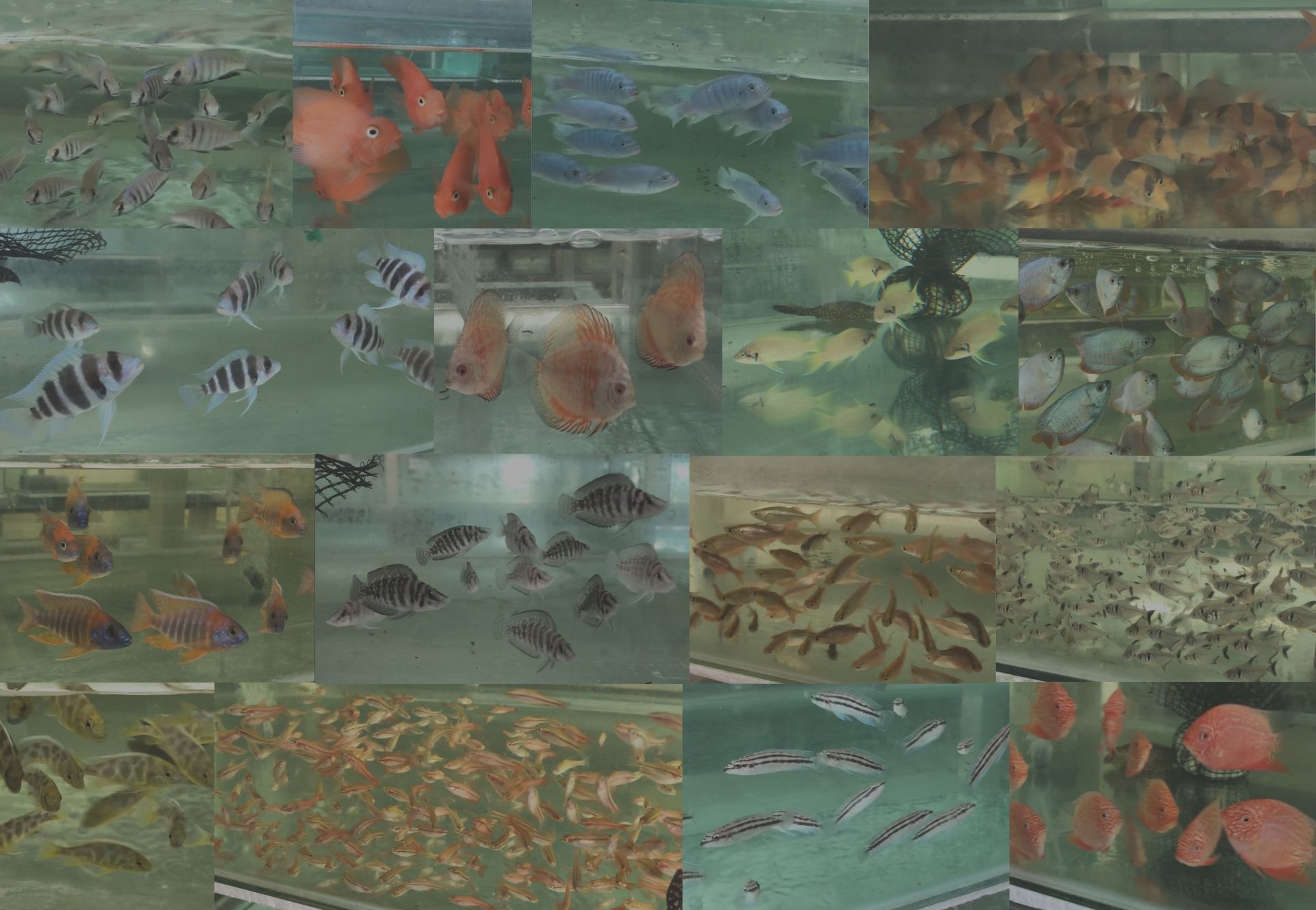 Online Store Now Open!