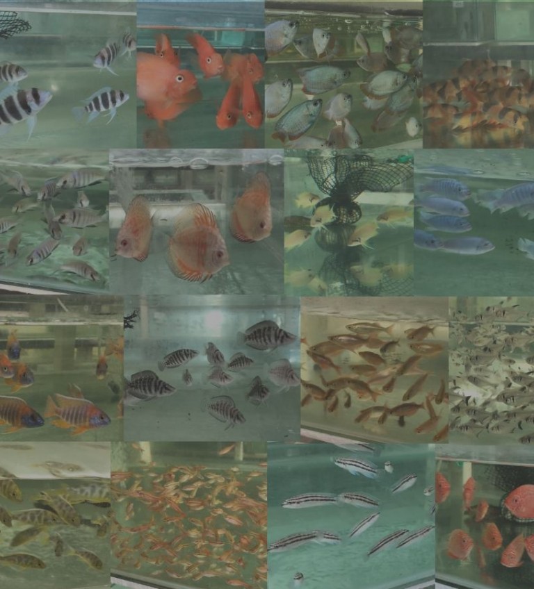 Online Store Now Open!