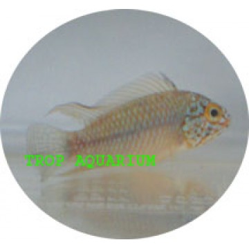 Apistogramma agassizii