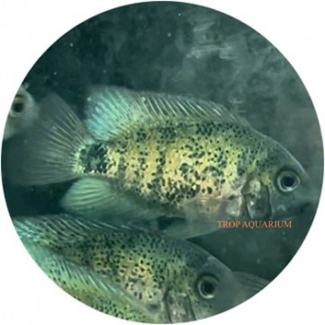 Montecristo cichlid (Oscura heterospila)