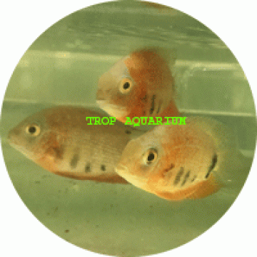 Hero severum - red shoulder