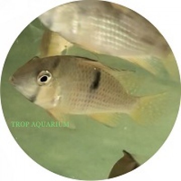 Guianacara sphenozona (Suriname red spotted)