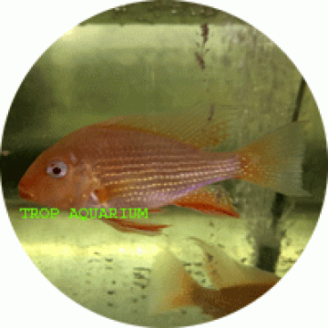 Threadfin acara albino