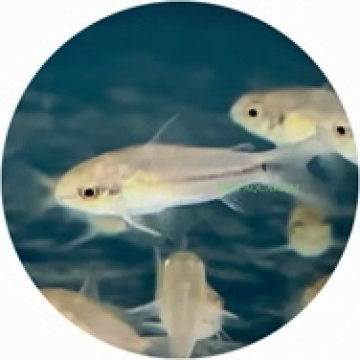Pygmaeus corydoras