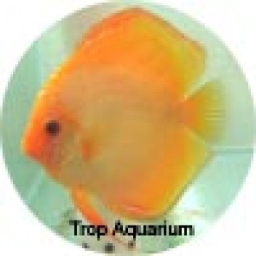 Golden discus