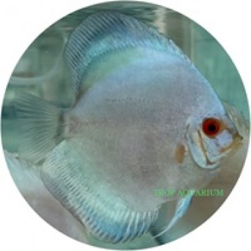 Pearl diamond discus