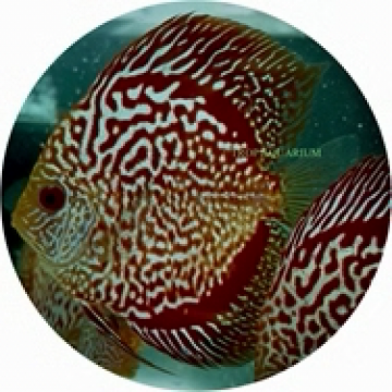 Pigeon blood snakeskin discus