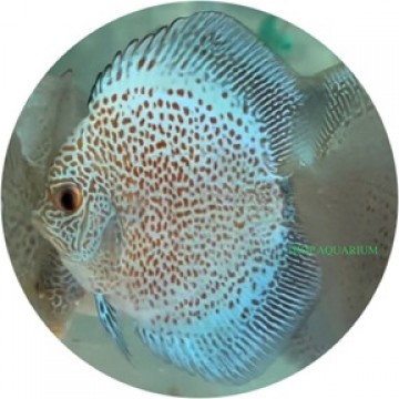 Scorpion blue snakeskin discus