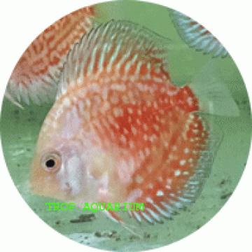 Stardust discus