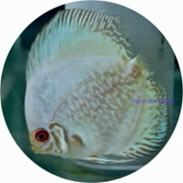 White pigeon blood discus