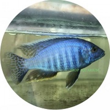Aulonocara Hansbaenschi (Blue)
