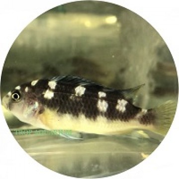 Bumble bee cichlid