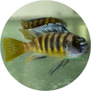 Bumble bee cichlid