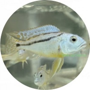 Aristochromis christyi (Malawi hawk)