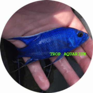 Haplochromis chrysonotus