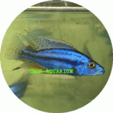 Dim. Compresscieps (Malawi EyeBiter)