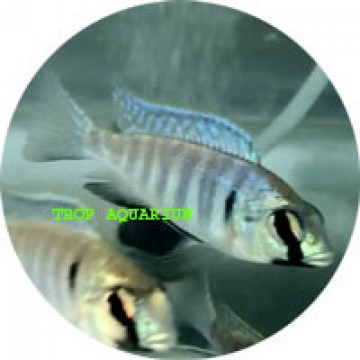 Placidochromis Electra (Deep Water Hap)