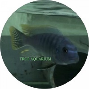 Labeotropheus Fuelleborni