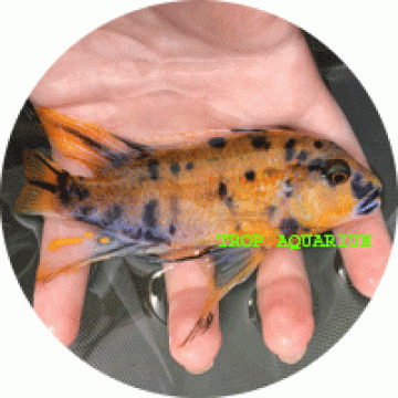 Labeotropheus Fuelleborni OB