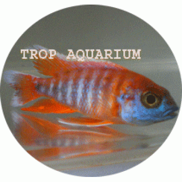 Aulonocara Jacobfreibergi Eureka Red