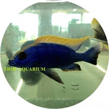 Otopharynx lithobates (Zimbawe Rock)