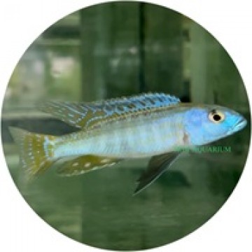 Champsochromis Caeruleus (Malawi trout)
