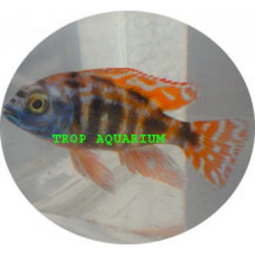 Placidochromis Milomo (Super VC-10)