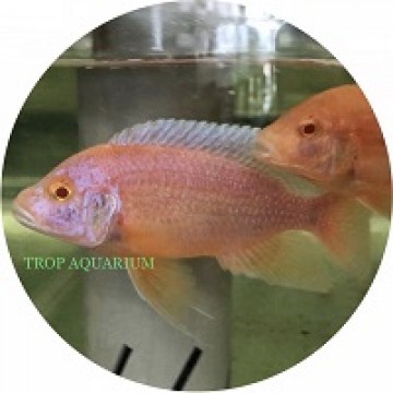 Aulonocara Firefish Albino Red - Red Eye