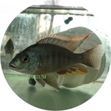 Otopharynx tetrastigma