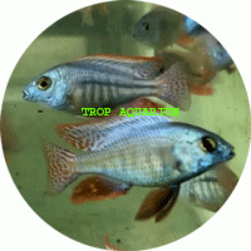 Chilotilapia rhoadesii