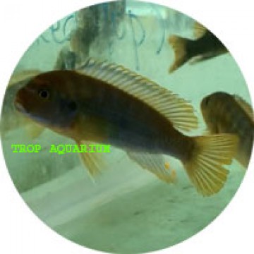 Rusty Cichlid (Iodotropheus sprengerae)