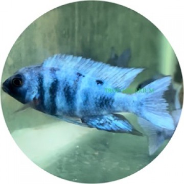 Star Sapphire Cichlid