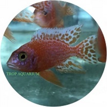 Aulonocara Dragon Blood (Firefish)