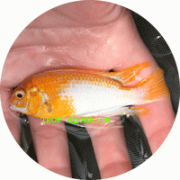 Pseudotropheus Tropheops Albino red cheek