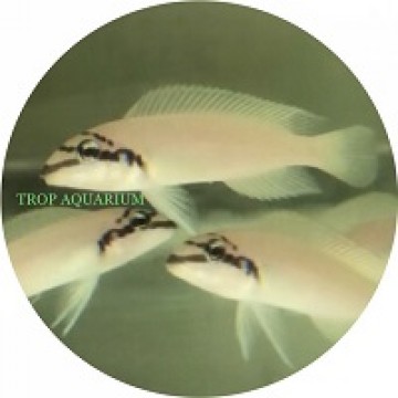 Chalinochromis brichardi