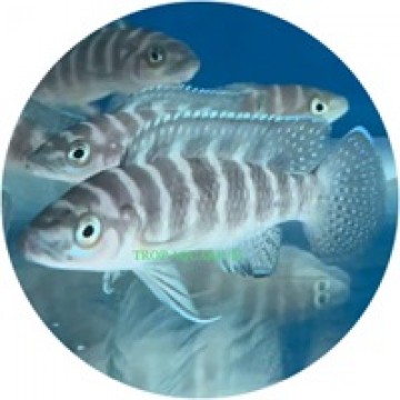 Neolamprologus Cylindricus
