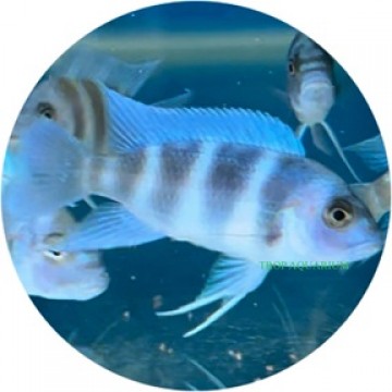 Cyphotilapia frontosa mpimbwe