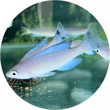 Cyprichromis leptosoma kitumba