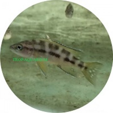 Neolamprologus buescheri