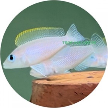 Neolamprologus caudopunctatus