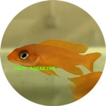 Neolamprologus longior (orange leleupi)