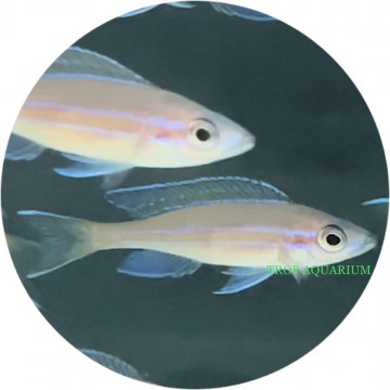 Paracyprichromis nigripinnis