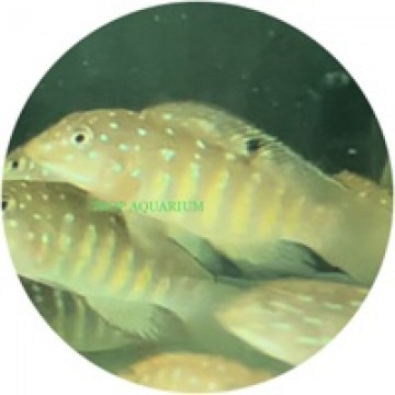 Tanganicodus irsacae kigoma (Spotfin goby cichlid) [WC]