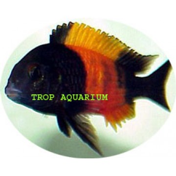 Tropheus moorii-bemba red