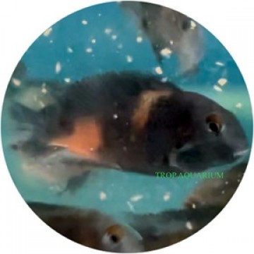 Tropheus moorii-bulu point