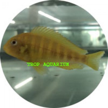 Tropheus moorii-golden kipili (albino)