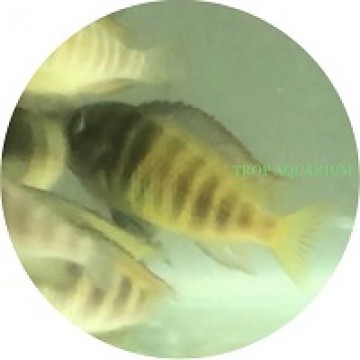 Tropheus Moorii - Kipili