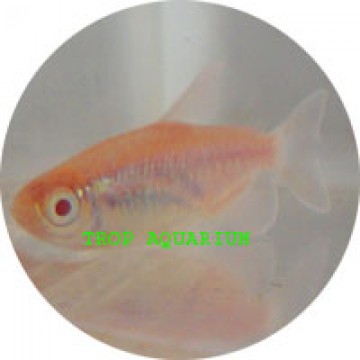Albino congo tetra