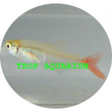 Bloodfin glass tetra